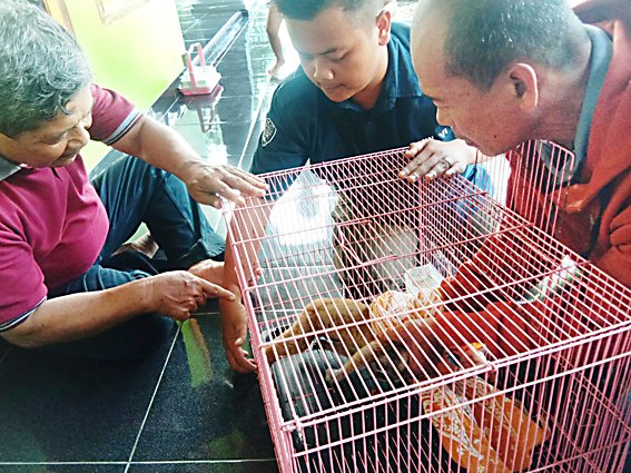 BKSDA Resort Pangandaran Melepasliarkan Seekor Kukang yang Ditemukan Warga