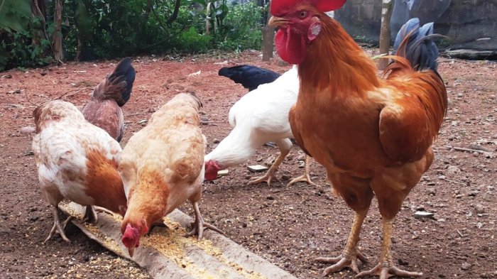 Ciri Ciri Ayam Merawang Ras Ayam Kampung Khas Bangka Belitung 