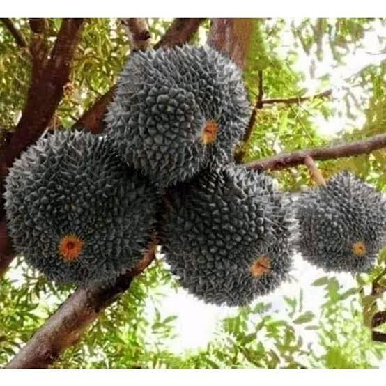 Auto Kaya Raya! Coba Tanam Durian Jenis Ini, Harga Jual Buahnya Rp 600.000 Per Kg