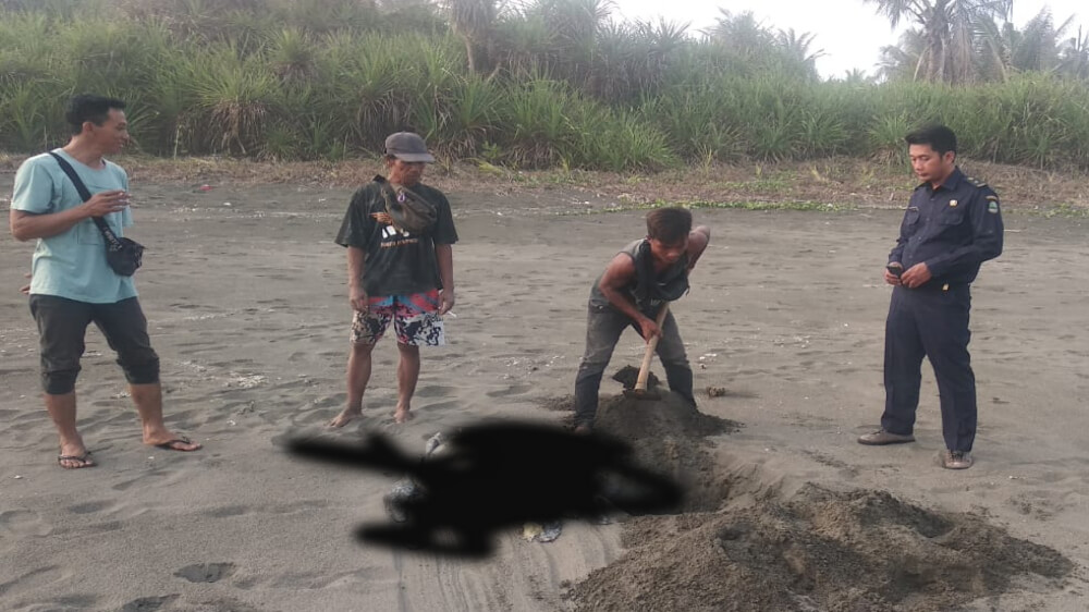 Dua Ekor Penyu Hijau Terdampar di Pantai Legokjawa Pangandaran, Kondisinya Sudah Mati