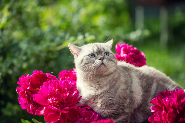 Yuk Simak! Alternatif 7 Jenis Tanaman Hias yang Aman Bagi Kucing