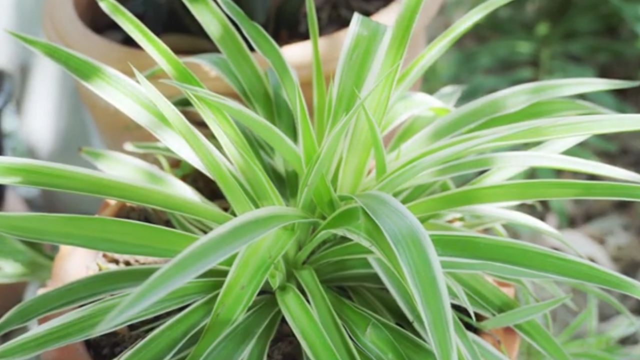 Intip! Sembilan Manfaat Spider Plant, Tanaman Hias Pembersih Udara Yang Aman Buat Hewan 