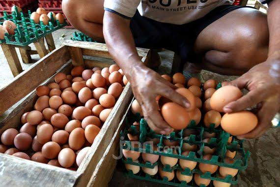 Menteri Perdagangan Zulkifli Hasan Perkirakan Harga Telur akan Kembali Normal 2 Minggu Lagi