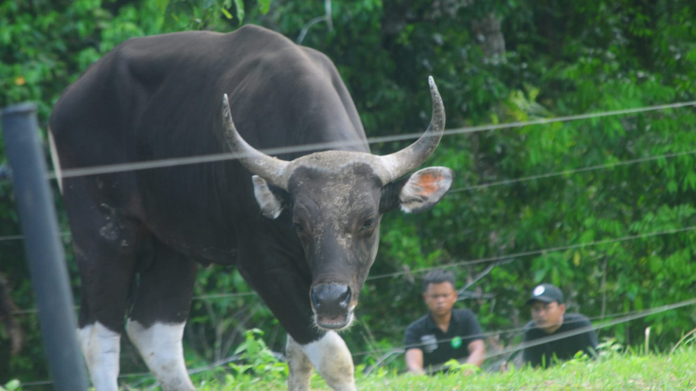 Spesies Langka! Empat Ekor Banteng Jawa Dilepasliarkan di Cagar Alam Pangandaran untuk Reintroduksi