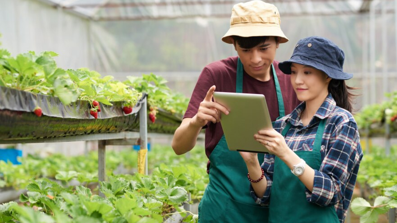 Wow, Petani Milenial Dapat Rp 10 Juta Per Bulan, Begini Syarat dan Cara Mendaftarnya