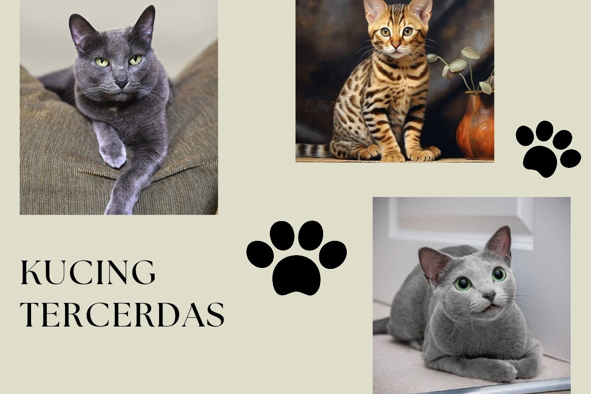 5 Ras Kucing Tercerdas yang Menarik untuk Kamu Pelihara