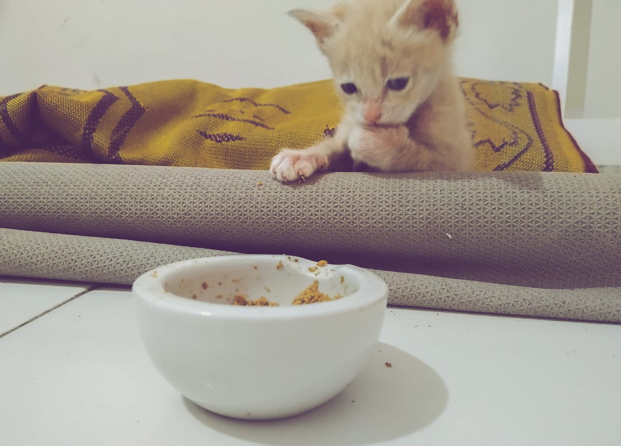 Inilah 8 Makanan Manusia yang Terlarang Dimakan Kucing, Bisa Keracunan!