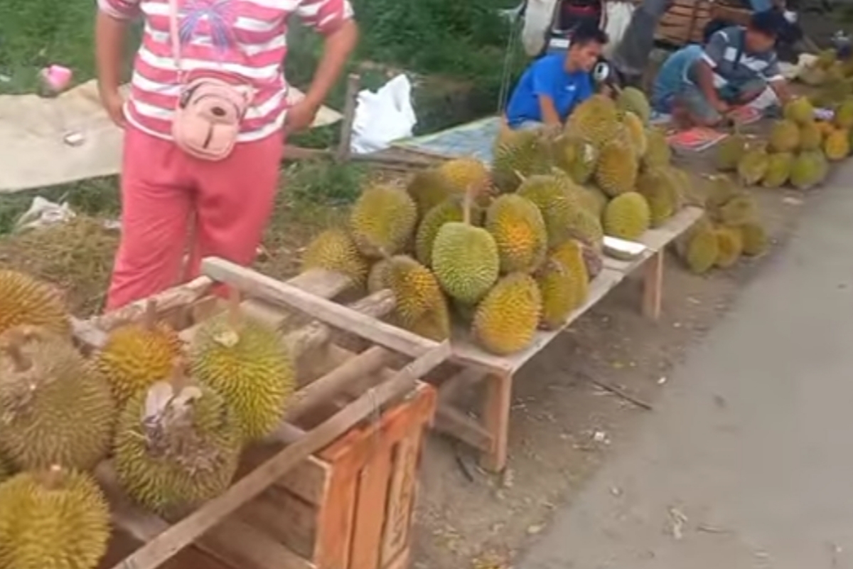 Langsung Dari Petani, Harga Durian Lokal Palembang Bisa Semurah Ini! 