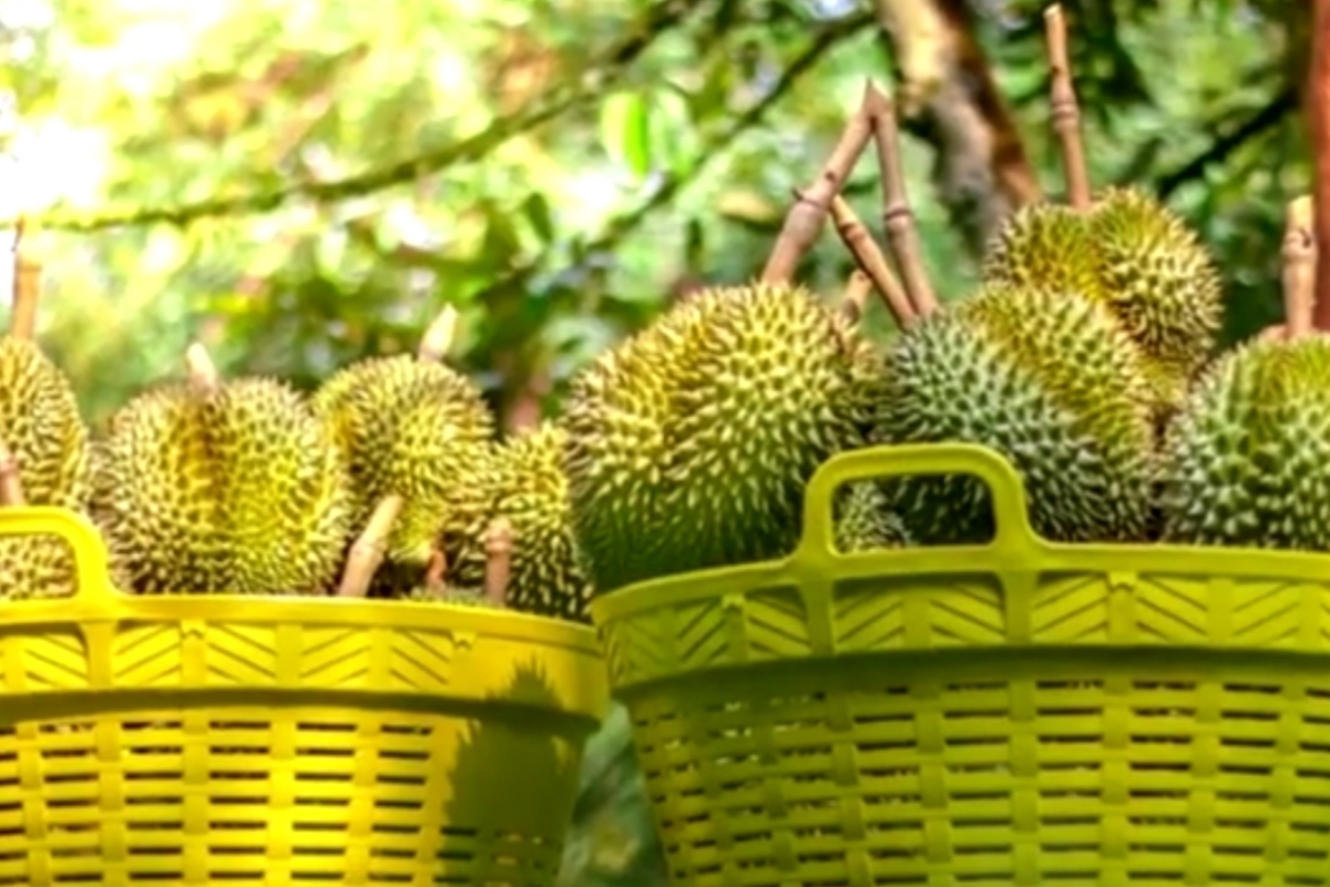 Jangan Tertipu! Ini Durian Musangking Asli, Kenali Ciri-Cirinya Sebelum Membeli