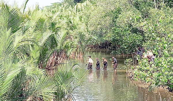  Jaga Kebersihan Sungai, Pramuka Kabupaten Pangandaran Tanam Mangrove