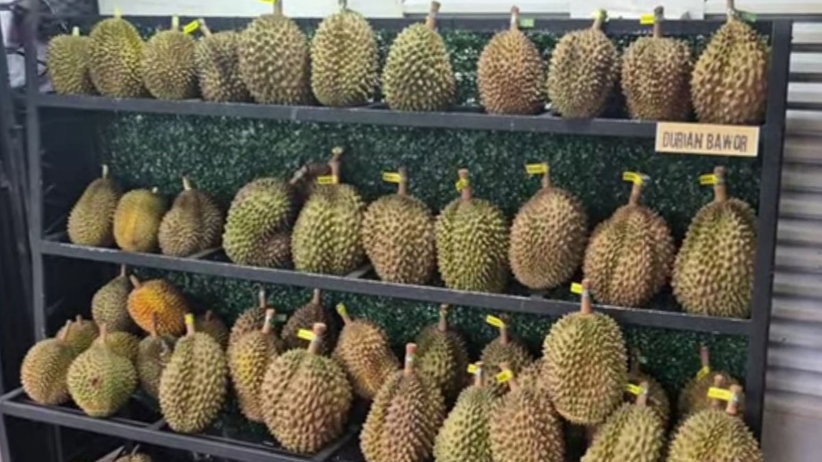 Menikmati Durian Nusantara di Kawasan Jakarta Selatan, Ada Musang King dan Bawor Premium, di Sini Lokasinya!