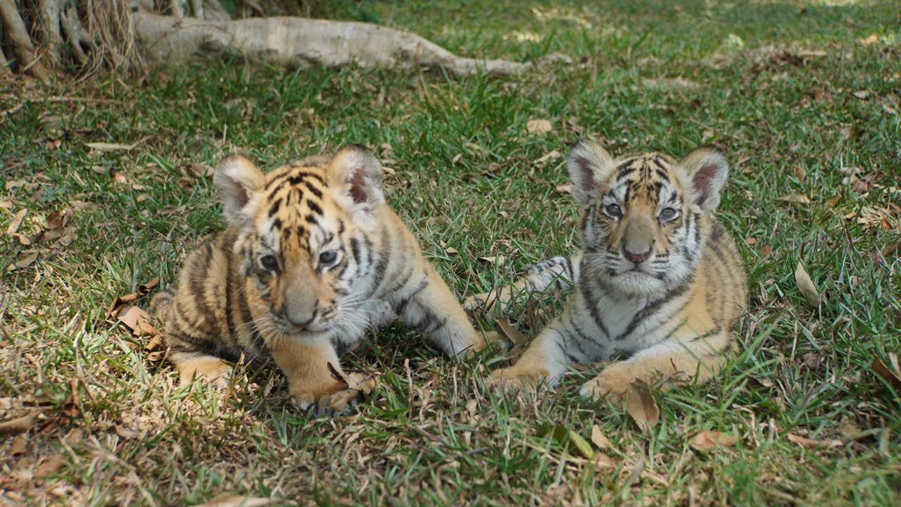 Jelang Akhir Tahun 2024, Taman Safari Indonesia Sambut Tiga Kelahiran Spesial Penguin, Owa dan Harimau