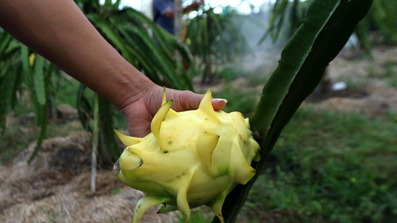 Dari Banyuwangi ke Pasar Lebih Luas, Petani Buah Naga Naik Kelas Berkat Program Klasterku Hidupku BRI