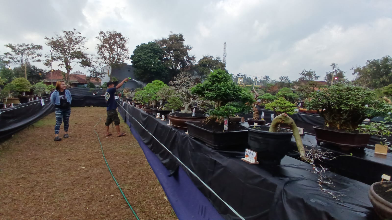 700 Pohon Bonsai Pamerkan Keindahan dan Dikonteskan di Kota Tasikmalaya