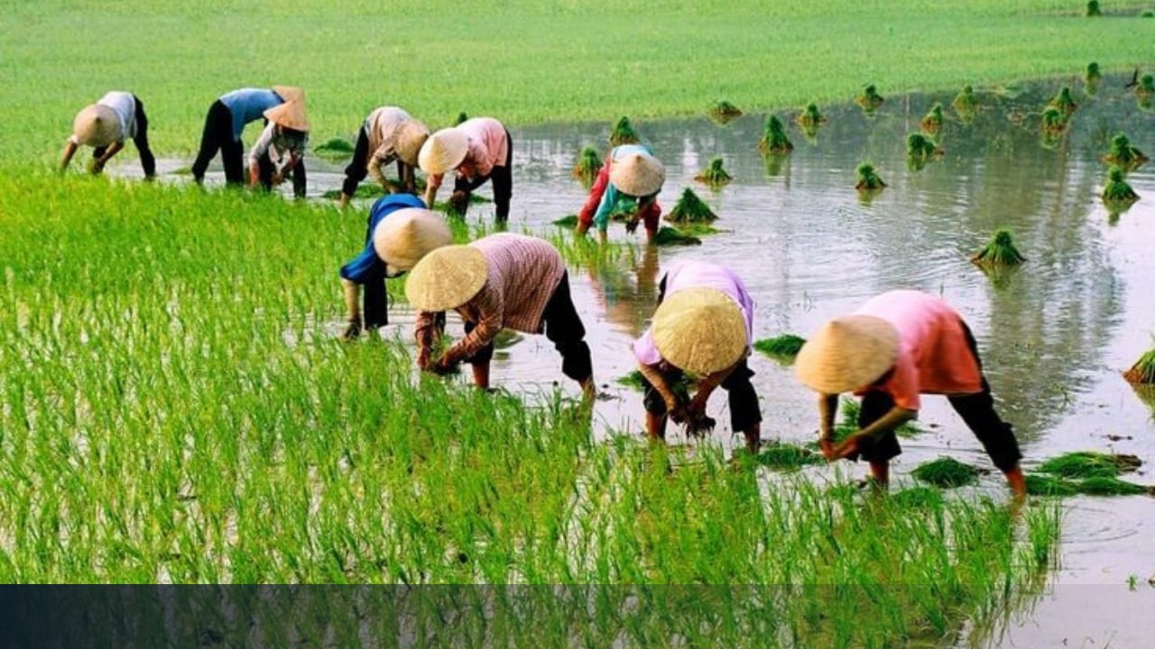 Kementan Luruskan Isu Petani Milenial Digaji: Menjelaskan Potensi Pendapatan, Bukan Gaji