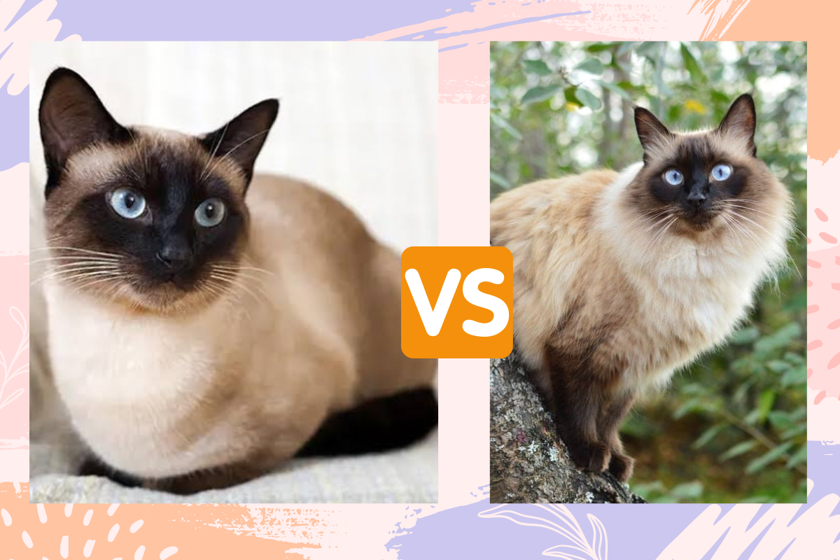 Sering Dianggap Sama, Ternyata Inilah 5 Perbedaan Kucing Bali dan Kucing Siam