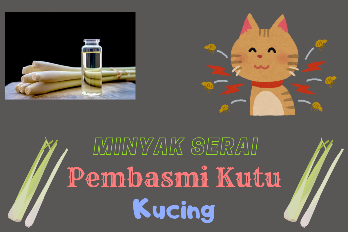 Ternyata Serai Terbukti Ampuh Basmi Kutu Kucing, Simak Cara Membuatnya!