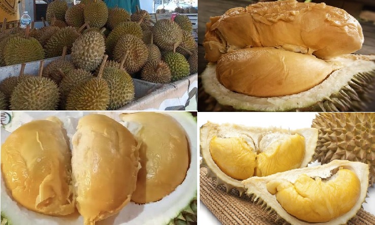 Ngidam Durian? Ini 10 Jenis Durian dengan Karakter Rasa dan Ciri Khasnya, Nomor 7 Namanya Durian Otak Udang