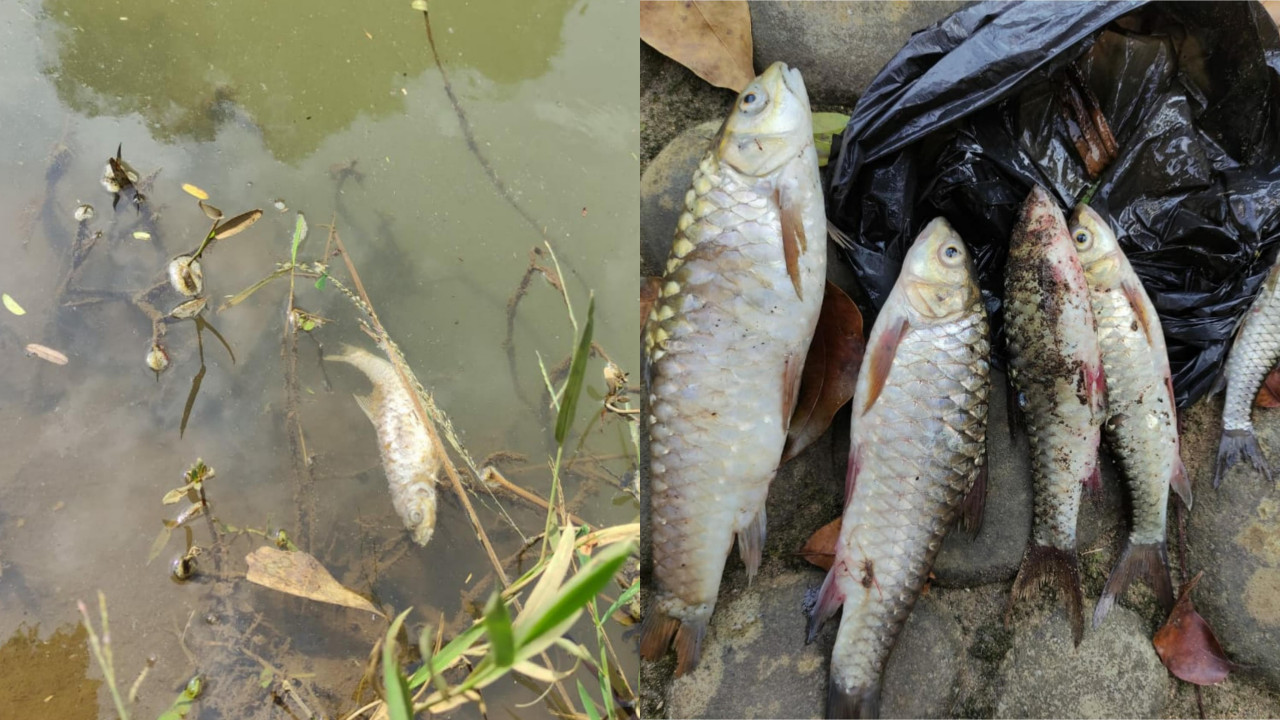 Ribuan Ikan Mati di Sungai Ciwulan Tasikmalaya, Diduga Tercemar Limbah Industri