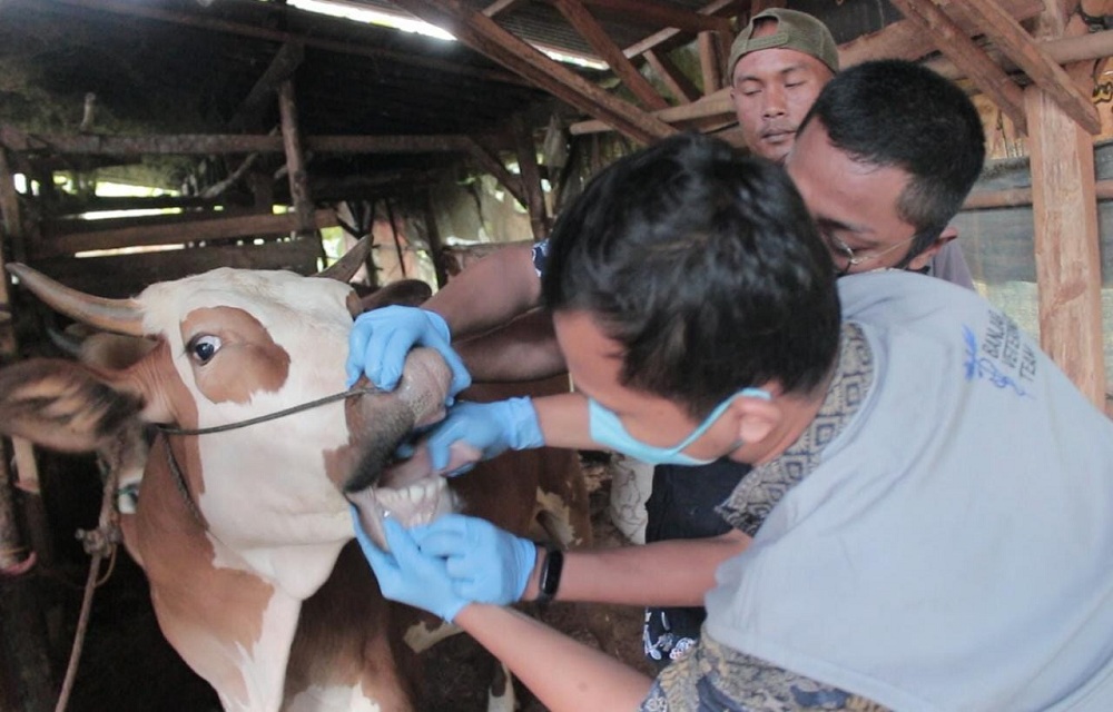 Tenang Stok Aman, DKPPP Kota Banjar Pendataan dan Pengobatan Hewan Kurban