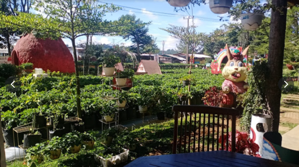 Wisata Kebun di Bandung, Bukit Strawberry Lembang Bisa Petik Sendiri loh!