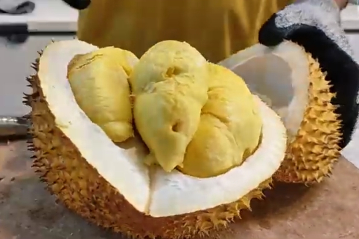 Tak Kalah Dengan Musang King, Durian Tawan Pekalongan Jadi Durian Lokal Premium, Harganya 150 Ribu Perkilo