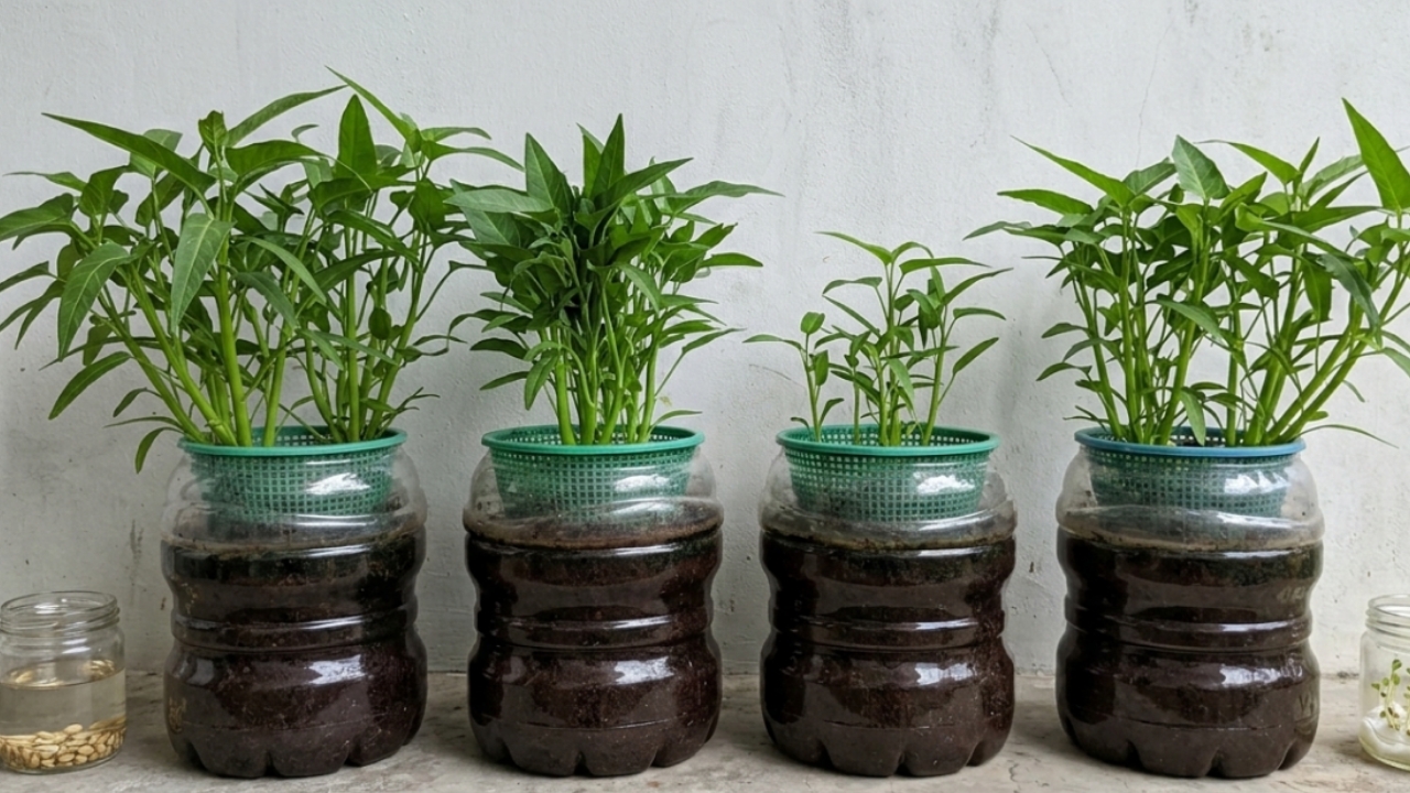Tanam Kangkung Hidroponik di Rumah, Modal Sederhana, Panen Bisa Cepat