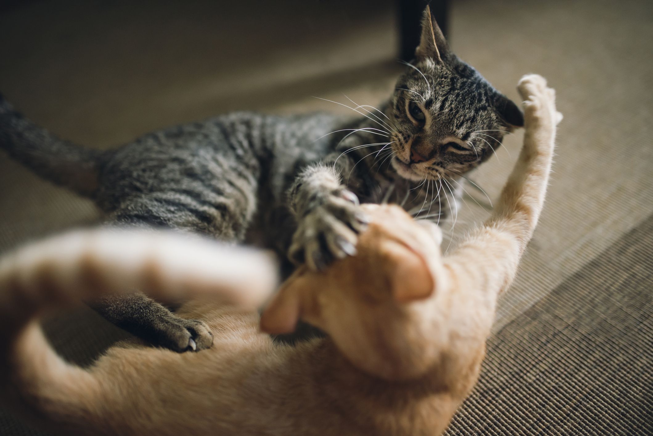 Anabul Perlu Tahu Nih, Ciri-Ciri Kucing Sedang Berkelahi atau Bercanda