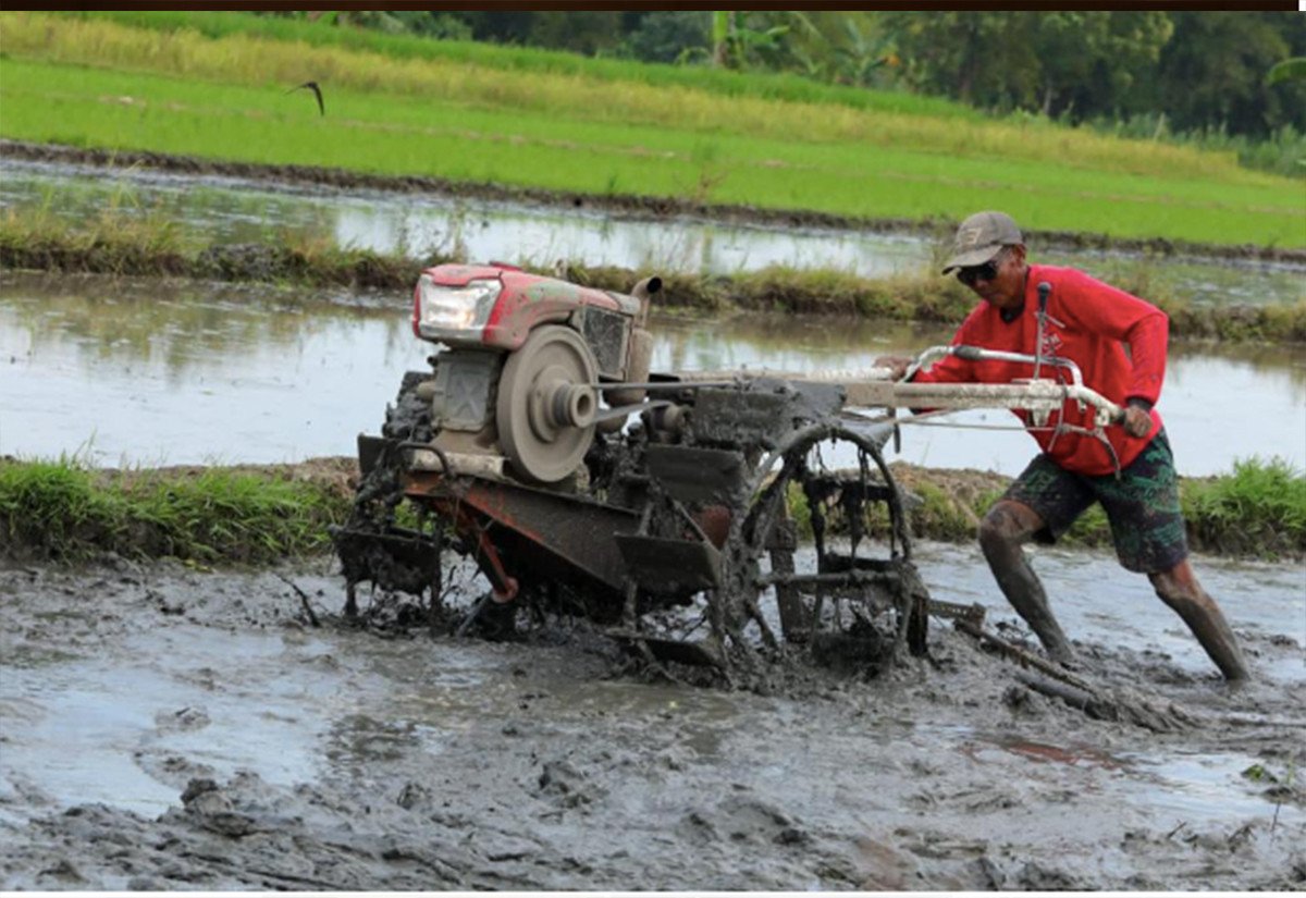 Patut Diacungi Jempol, Penyaluran KUR Pertanian Per Oktober 2022 Sudah Berhasil Melampaui Target  