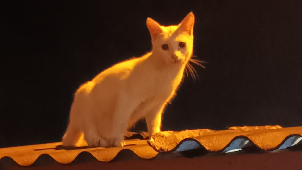 Tanda Sial atau Sekadar Mitos? Ini Arti Kucing Mati di Dalam Rumah