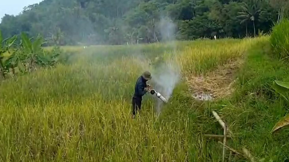 Petani Tasikmalaya Harus Bertaruh Nasib Hadapi Serangan Hama Tikus