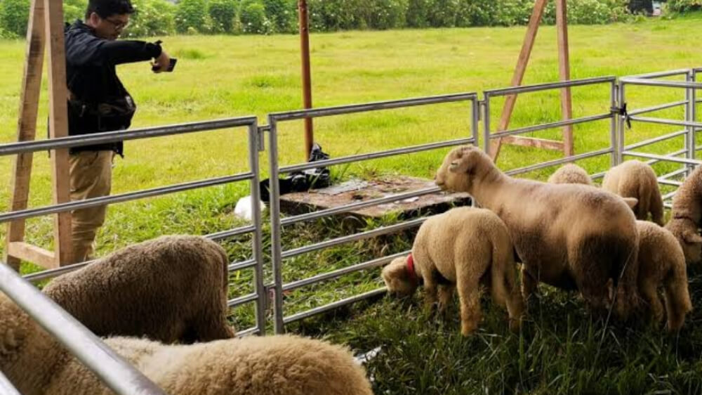 Aneh, 6 Ekor Domba di Tasikmalaya Mati Serentak Secara Misterius dengan Penuh Luka