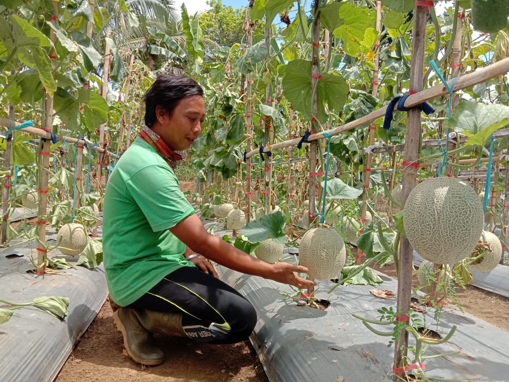Sensasi Beli Buah Melon Petik Langsung dari Pohonnya di Hades Agrikultur Cibeurem Kota Tasikmalaya