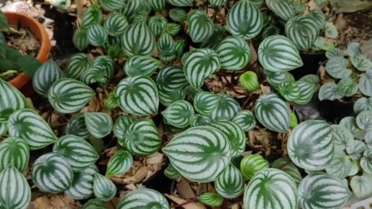 Begini Cara Simpel Bikin Peperomia Watermelon Tumbuh Subur dan Makin Cantik di Rumah