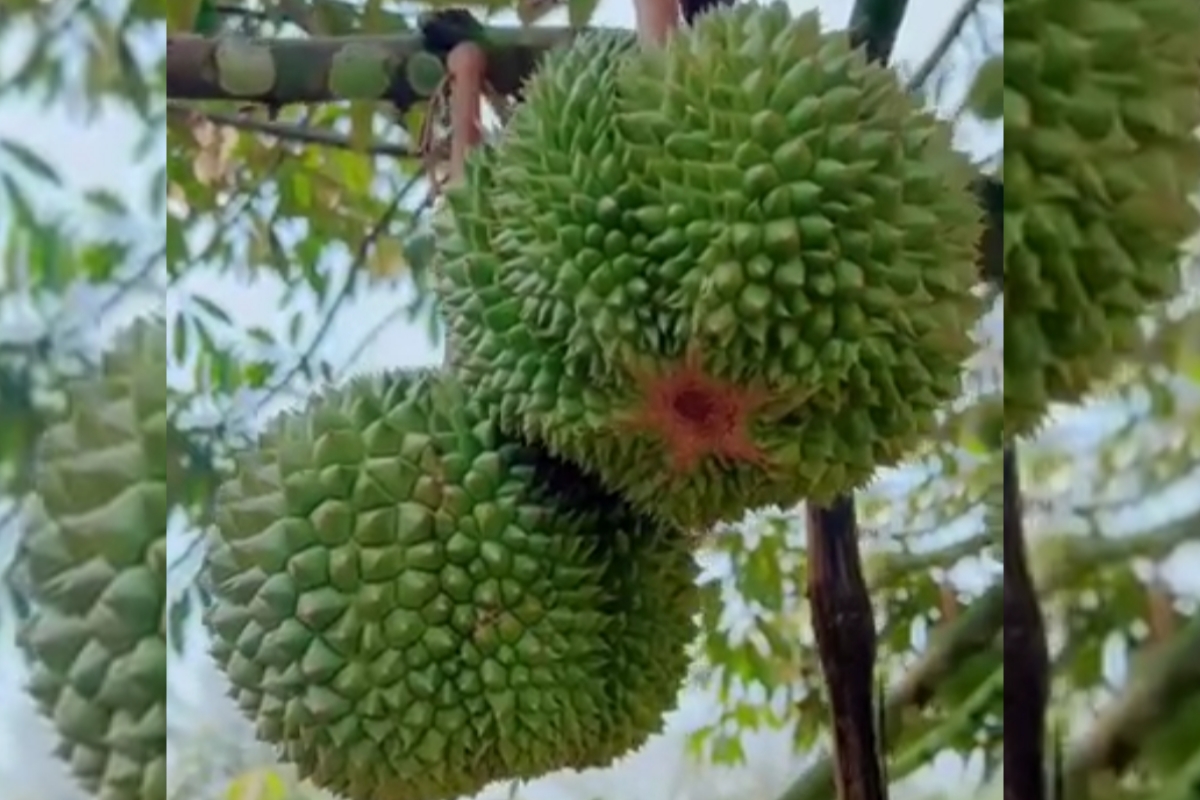 Durian Bawor dan Musang King Gagal Berbuah? Coba Jenis Durian Ini! 