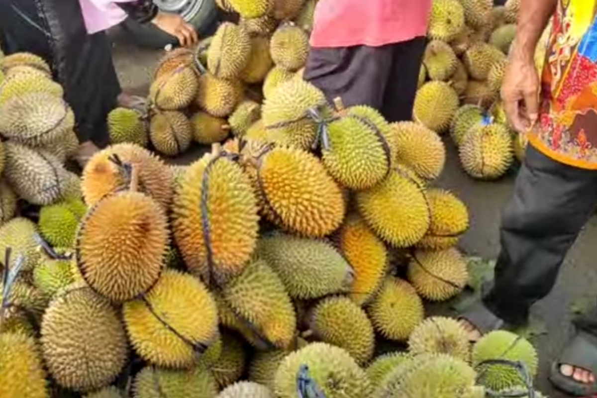 Murah Banget! Durian Lokal Pekalongan di Pasar Doro Dijual Mulai Rp 10 Ribu Perbuah