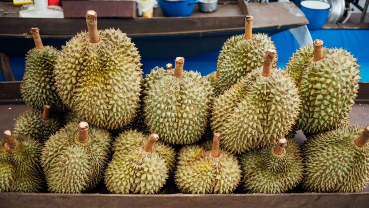 Manonjaya Masuk Daftar 10 Kecamatan Teratas Pengasil Durian Tasikmalaya, Hasil Panennya Luar Biasa Mantap