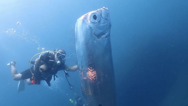 Viral Video Kemunculan 'Ikan Kiamat' Raksasa Tubuh Berlubang, Ikan Oarfish Menakutkan dengan Mitosnya