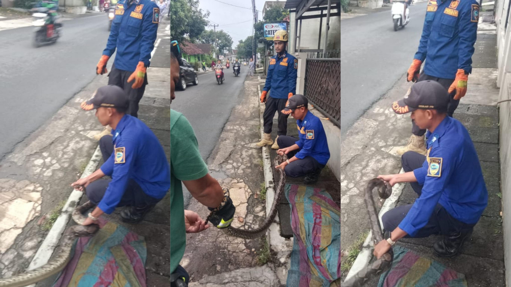 Ular Sanca 2 Meter Gegerkan Warga Indihiang Kota Tasikmalaya