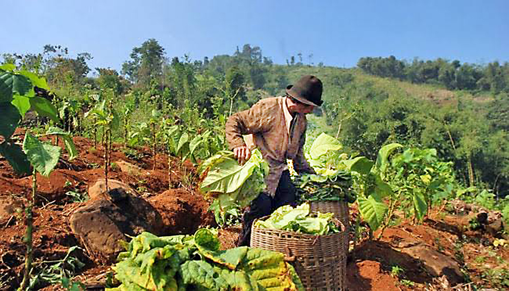7 Kecamatan Jadi Penghasil Tembakau di Garut, Luas Lahannya Mencapai 250 Hektare  