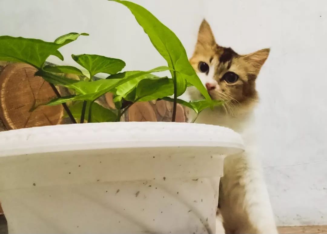Inilah 6 Alasan Kucing Kampung Suka Makan Rumput, Apakah Berbahaya?