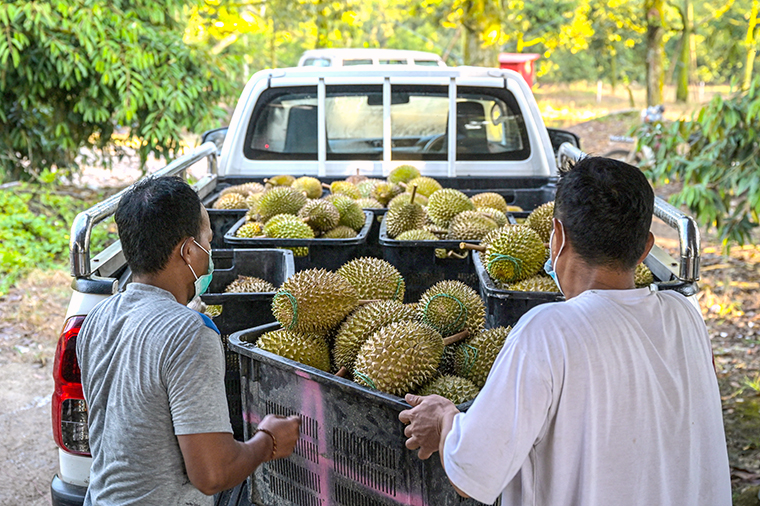 Apakah Durian Musang King Cocok Ditanam di Tanah Sawah? Ini Penjelasan Pakar Durian Tasikmalaya