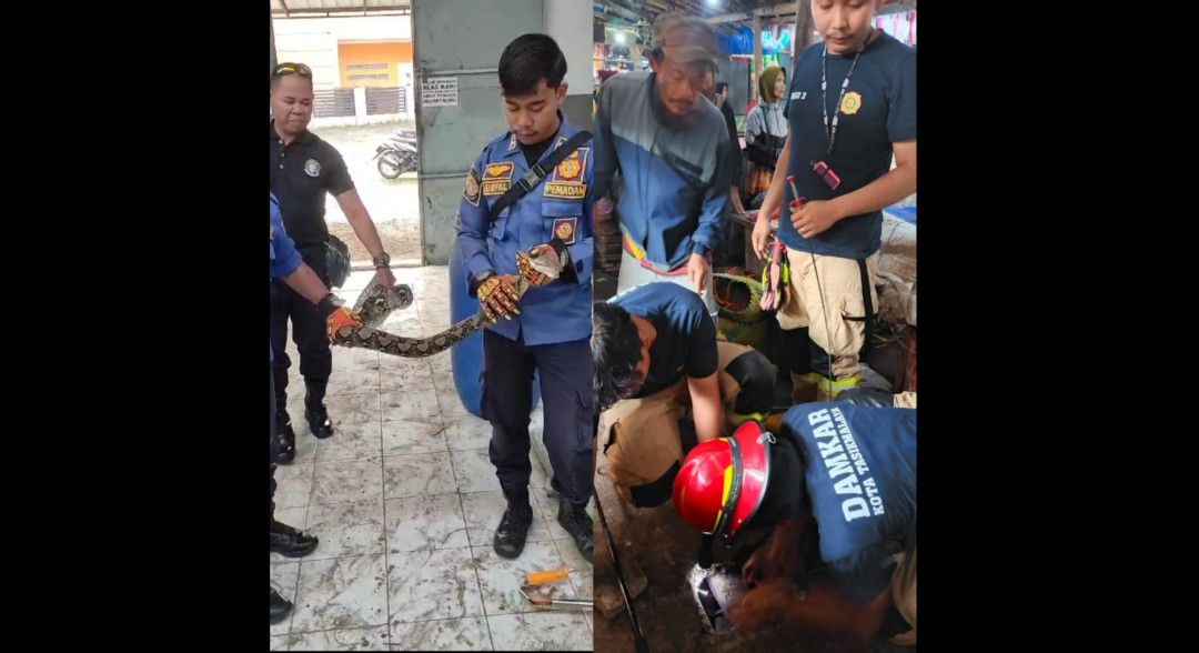 Damkar Kota Tasikmalaya Tanggap! Evakuasi Ular Sanca dan Smartphone dalam Waktu Singkat