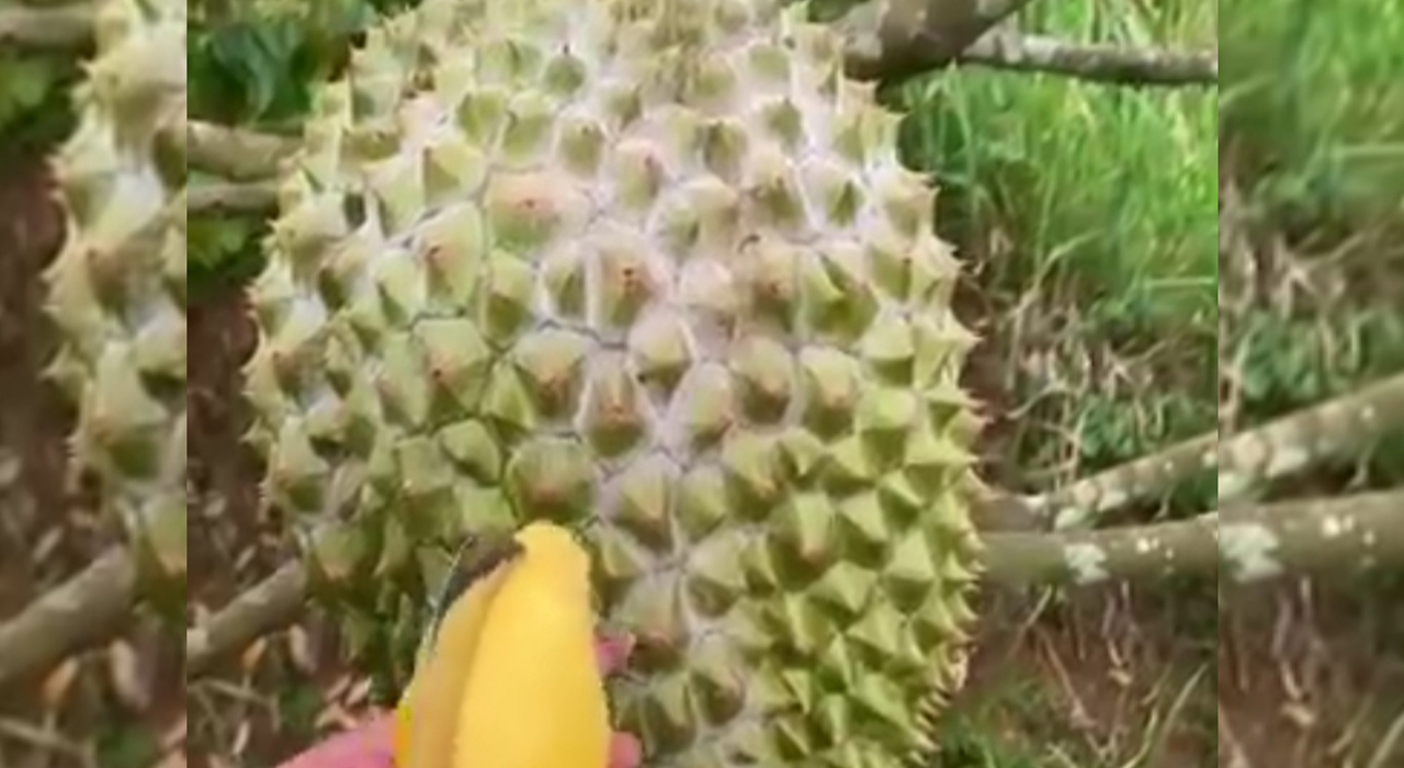 Penampakan Durian Bawor Besar Seharga 2 Juta, Saat Berburu Durian di Koba Bangka