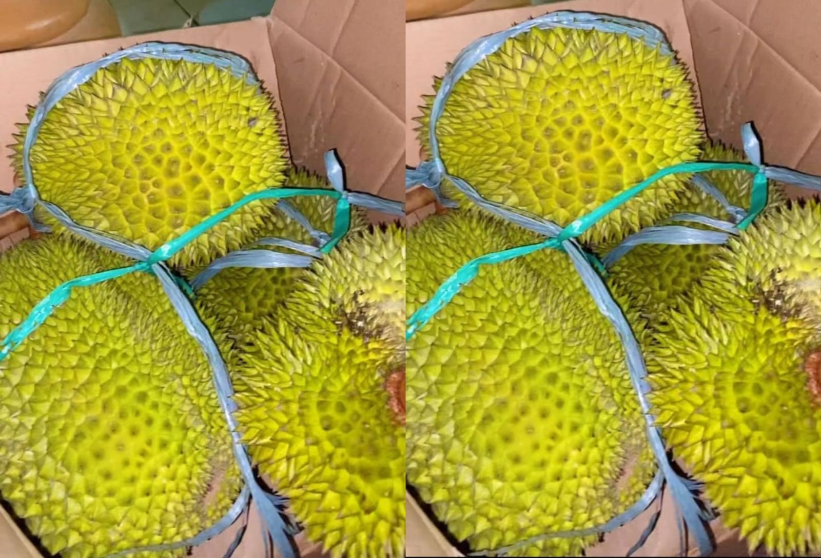 Rasa Durian Tasikmalaya Tak Kalah Lezatnya dengan Durian Musang King, Pantas Pecinta Durian Suka
