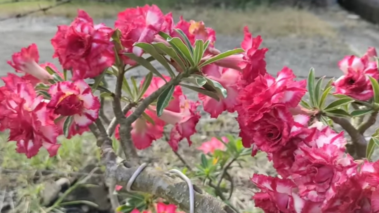 Cara Membuat Adenium Rimbun dan Rajin Berbunga, Ini Teknik Perawatan yang Tepat untuk Hasil Maksimal