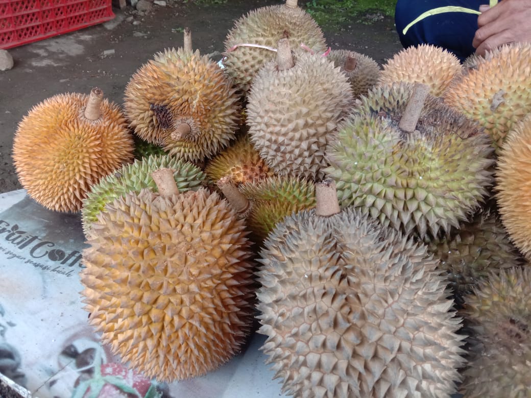 Ramah di Kantong, Harga Durian Tasikmalaya Seharga Bakso di Pinggir Jalan, Rasanya Legit dan Manis