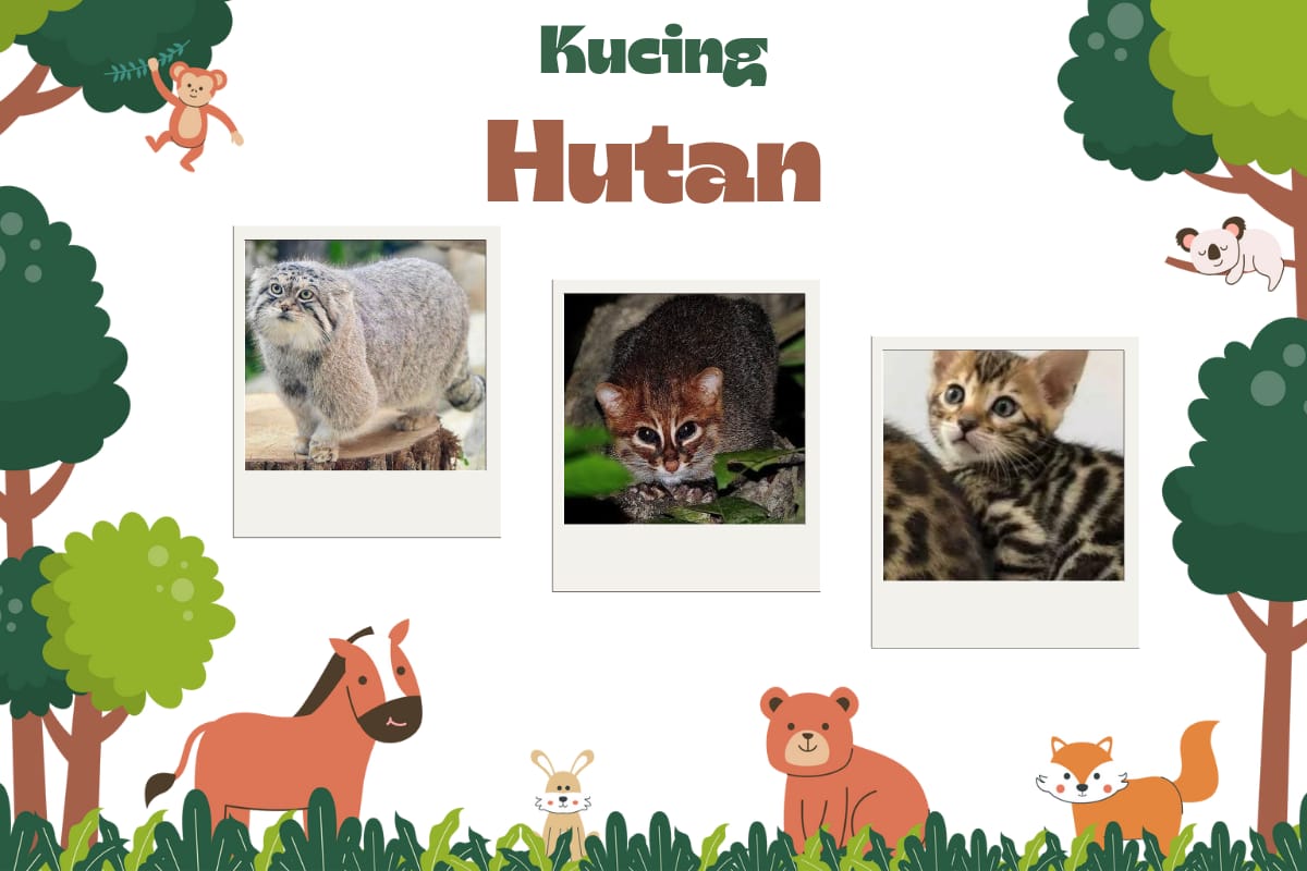 Penasaran, Mari Menjelajahi 10 Jenis Kucing Liar Hutan, Ada Kucing Blacan Lho