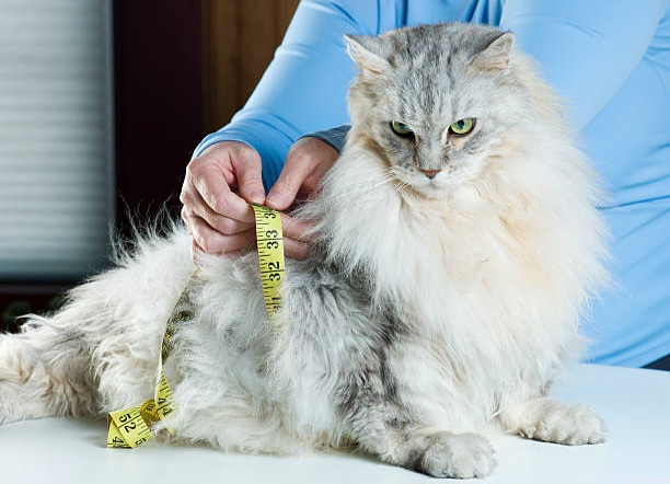 7 Tips Menaikkan Berat Bedan Kucing Agar Si Mpus Tampak Gemoy