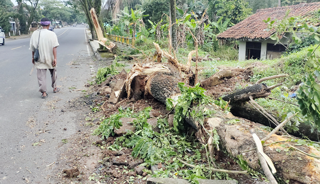 Jalan Licin Setelah Hujan, Bus Hantam 2 Pohon di Ciamis